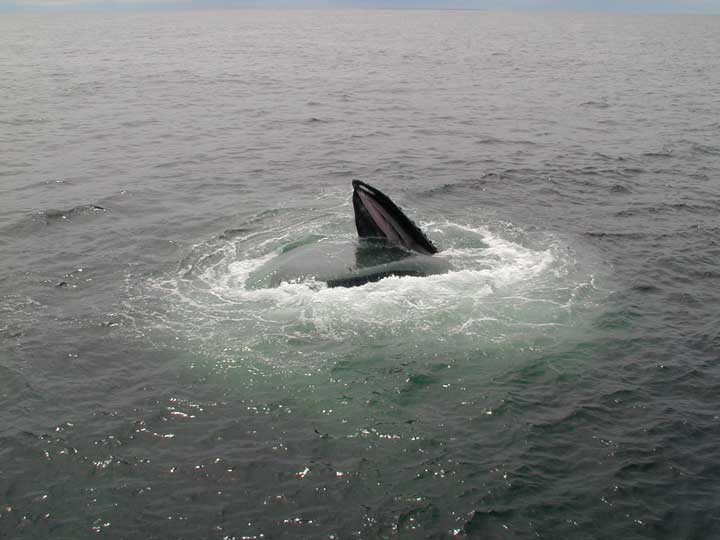 Whale watching tour